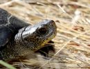 Pazifische Sumpfschildkröte, Actinemys marmorata, – © H. Bradley Shaffer