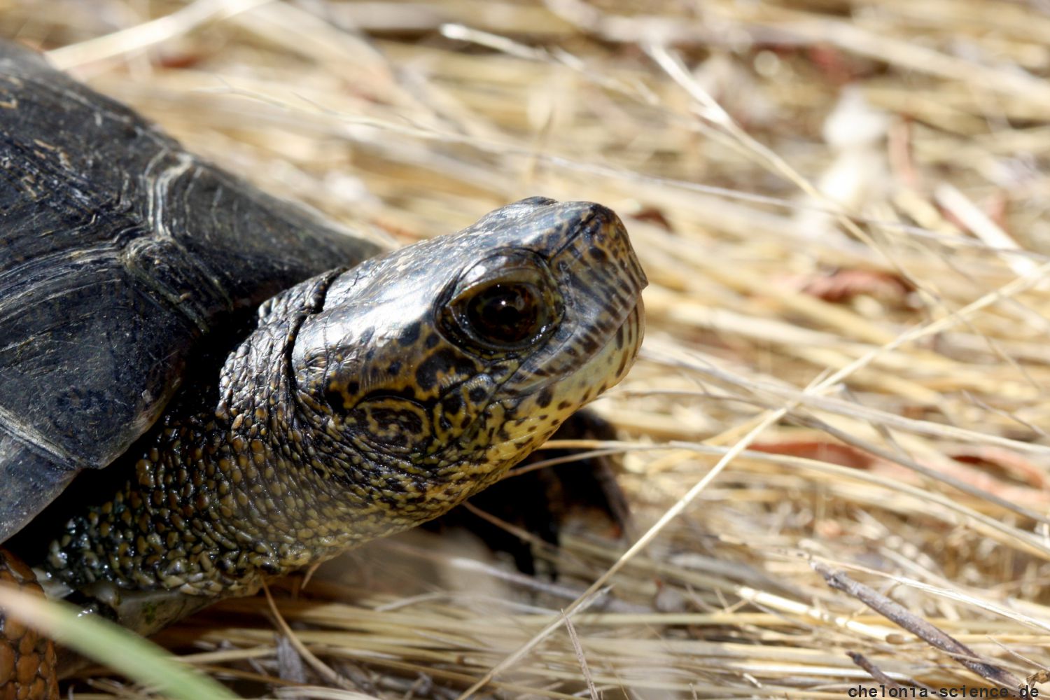 Pazifische Sumpfschildkröte, Actinemys marmorata, – © H. Bradley Shaffer