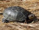 Pazifische Sumpfschildkröte, Actinemys marmorata, – © H. Bradley Shaffer