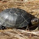 Pazifische Sumpfschildkröte, Actinemys marmorata, – © H. Bradley Shaffer