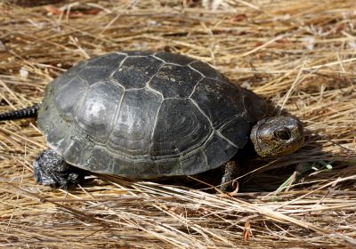 Pazifische Sumpfschildkröte, Actinemys marmorata, – © H. Bradley Shaffer