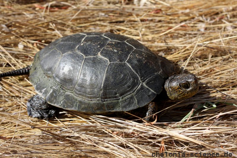 Pazifische Sumpfschildkröte, Actinemys marmorata, – © H. Bradley Shaffer Pazifische Sumpfschildkröte, Actinemys marmorata, – © H. Bradley Shaffer