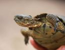 Kalifornische Sumpfschildkröte, Actinemys pallida, – © H. Bradley Shaffer