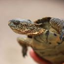 Kalifornische Sumpfschildkröte, Actinemys pallida, – © H. Bradley Shaffer