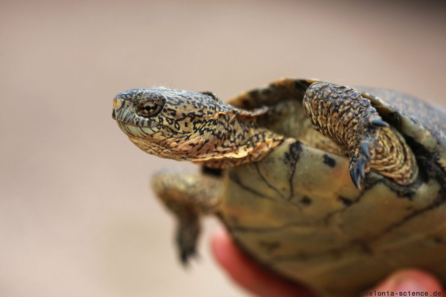 Kalifornische Sumpfschildkröte, Actinemys pallida, – © H. Bradley Shaffer