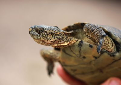 Kalifornische Sumpfschildkröte, Actinemys pallida, – © H. Bradley Shaffer