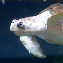 Unechte Karettschildkröte, Caretta caretta, – © Hans-Jürgen Bidmon Unechte Karettschildkröte, Caretta caretta, – © Hans-Jürgen Bidmon