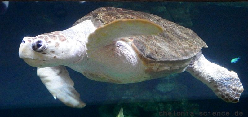 Unechte Karettschildkröte, Caretta caretta, – © Hans-Jürgen Bidmon