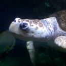 Unechte Karettschildkröte, Caretta caretta, – © Hans-Jürgen Bidmon