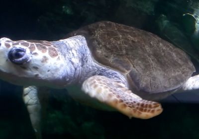 Unechte Karettschildkröte, Caretta caretta, – © Hans-Jürgen Bidmon