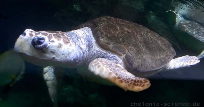 Unechte Karettschildkröte, Caretta caretta, – © Hans-Jürgen Bidmon Unechte Karettschildkröte, Caretta caretta, – © Hans-Jürgen Bidmon