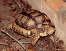 Argentinische Landschildkröte, Chelonoidis chilensis, – © Hans-Jürgen Bidmon