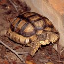 Argentinische Landschildkröte, Chelonoidis chilensis, – © Hans-Jürgen Bidmon Argentinische Landschildkröte, Chelonoidis chilensis, – © Hans-Jürgen Bidmon