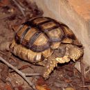 Argentinische Landschildkröte, Chelonoidis chilensis, – © Hans-Jürgen Bidmon