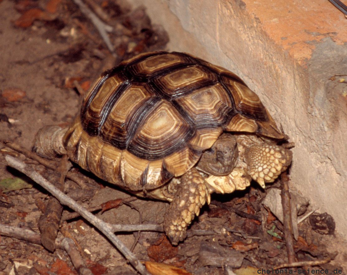 Argentinische Landschildkröte, Chelonoidis chilensis, – © Hans-Jürgen Bidmon