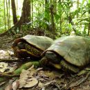 Waldschildkröte, Chelonoidis denticulata, – © Thais Queiroz Morcatty