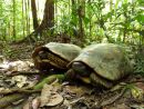 Waldschildkr&ouml;te, Chelonoidis denticulata, &ndash; &copy; Thais Queiroz Morcatty