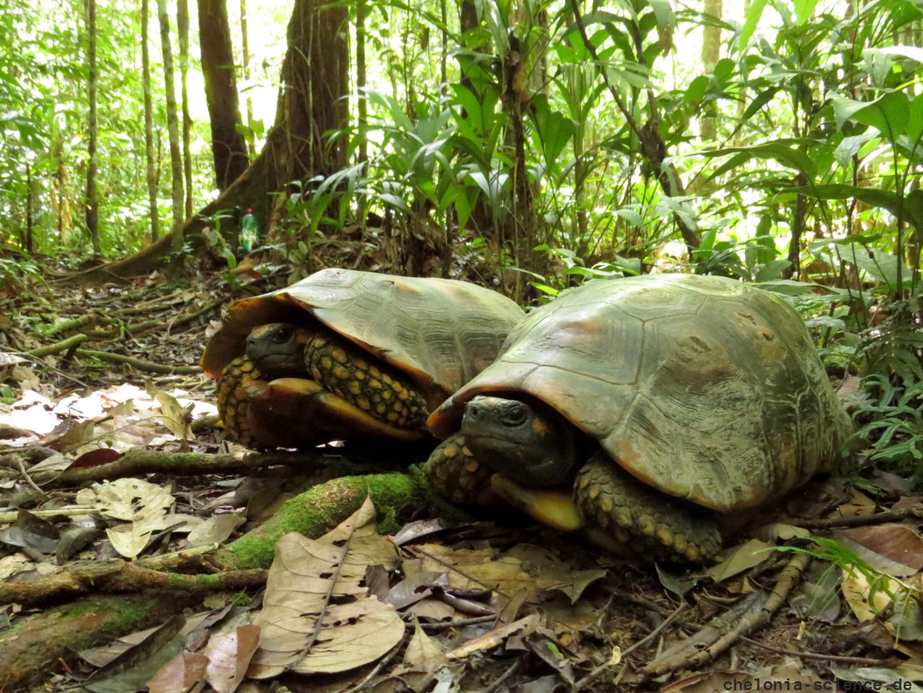 Waldschildkröte, Chelonoidis denticulata, zwei in freier Wildbahn während einer Studie gefundene Exemplare – © Thais Queiroz Morcatty