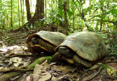 Waldschildkröte, Chelonoidis denticulata, – © Thais Queiroz Morcatty