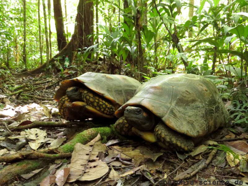 Waldschildkröte, Chelonoidis denticulata, – © Thais Queiroz Morcatty Waldschildkröte, Chelonoidis denticulata, – © Thais Queiroz Morcatty