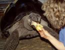 Galapagos-Riesenschildkröte, Chelonoidis nigra, – © Hans-Jürgen Bidmon