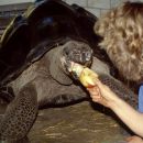 Galapagos-Riesenschildkröte, Chelonoidis nigra, – © Hans-Jürgen Bidmon