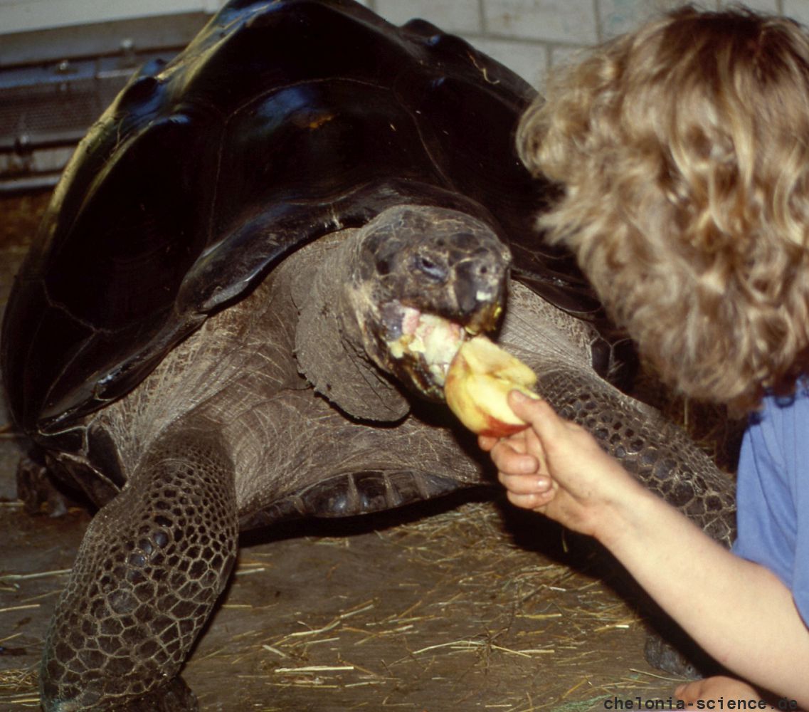 Galapagos-Riesenschildkröte, Chelonoidis nigra, wird mit einem Apfel aus der Unterkunft gelockt – © Hans-Jürgen Bidmon