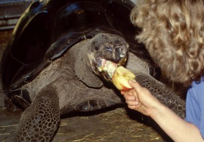 Galapagos-Riesenschildkröte, Chelonoidis nigra, – © Hans-Jürgen Bidmon