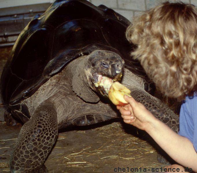 Galapagos-Riesenschildkröte, Chelonoidis nigra, – © Hans-Jürgen Bidmon Galapagos-Riesenschildkröte, Chelonoidis nigra, – © Hans-Jürgen Bidmon