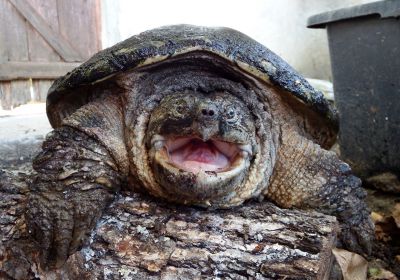 Schnappschildkröte, Chelydra serpentina, – © Hans-Jürgen Bidmon