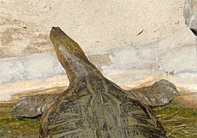 Burma-Kurzkopf-Weichschildkröte, Chitra vandijki, – © Chen Chen