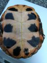 Tropfenschildkr&ouml;te, Clemmys guttata, &ndash; &copy; Michael Daubner