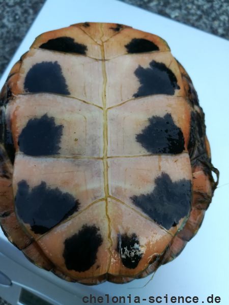 Tropfenschildkröte, Clemmys guttata, – © Michael Daubner Tropfenschildkröte, Clemmys guttata, – © Michael Daubner
