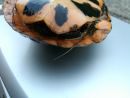 Tropfenschildkr&ouml;te, Clemmys guttata, &ndash; &copy; Michael Daubner