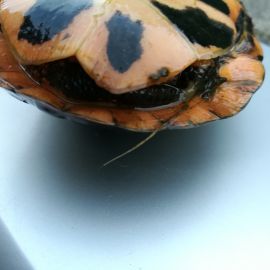 Tropfenschildkröte, Clemmys guttata, – © Michael Daubner Tropfenschildkröte, Clemmys guttata, – © Michael Daubner