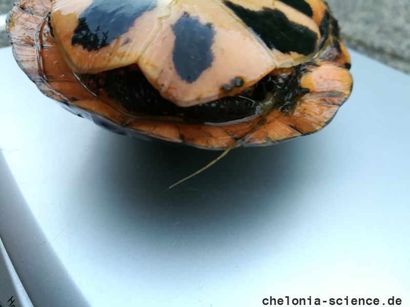 Tropfenschildkröte, Clemmys guttata, – © Michael Daubner Tropfenschildkröte, Clemmys guttata, – © Michael Daubner
