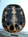 Tropfenschildkr&ouml;te, Clemmys guttata, &ndash; &copy; Michael Daubner