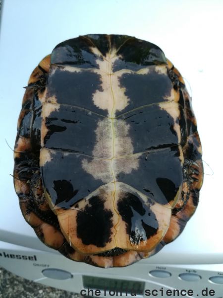 Tropfenschildkröte, Clemmys guttata, – © Michael Daubner Tropfenschildkröte, Clemmys guttata, – © Michael Daubner