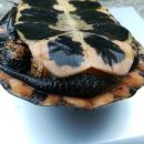 Tropfenschildkröte, Clemmys guttata, – © Michael Daubner Tropfenschildkröte, Clemmys guttata, – © Michael Daubner