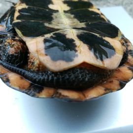 Tropfenschildkröte, Clemmys guttata, – © Michael Daubner Tropfenschildkröte, Clemmys guttata, – © Michael Daubner