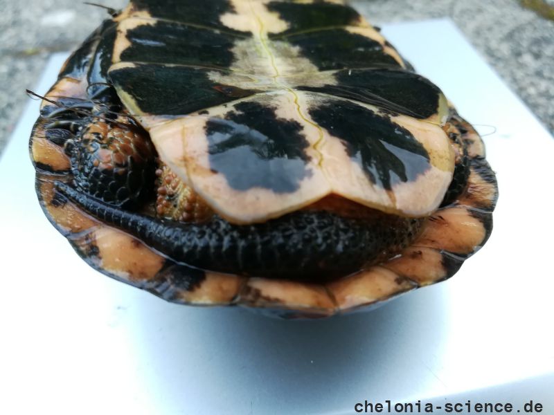 Tropfenschildkröte, Clemmys guttata, – © Michael Daubner Tropfenschildkröte, Clemmys guttata, – © Michael Daubner