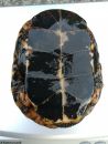 Tropfenschildkr&ouml;te, Clemmys guttata, &ndash; &copy; Michael Daubner