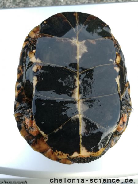 Tropfenschildkröte, Clemmys guttata, – © Michael Daubner Tropfenschildkröte, Clemmys guttata, – © Michael Daubner