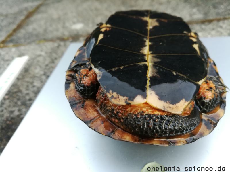 Tropfenschildkröte, Clemmys guttata, – © Michael Daubner Tropfenschildkröte, Clemmys guttata, – © Michael Daubner