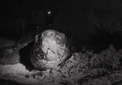 Lederschildkröte, Dermochelys coriacea, – © Jeanette Wyneken