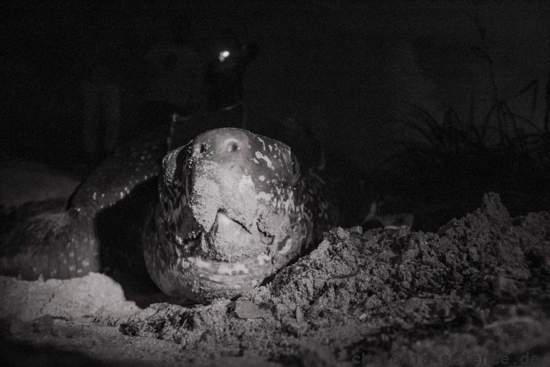 Lederschildkröte, Dermochelys coriacea, – © Jeanette Wyneken Lederschildkröte, Dermochelys coriacea, – © Jeanette Wyneken