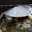 Rotbauch-Spitzkopfschildkröte, Emydura subglobosa, – © Hans-Jürgen Bidmon