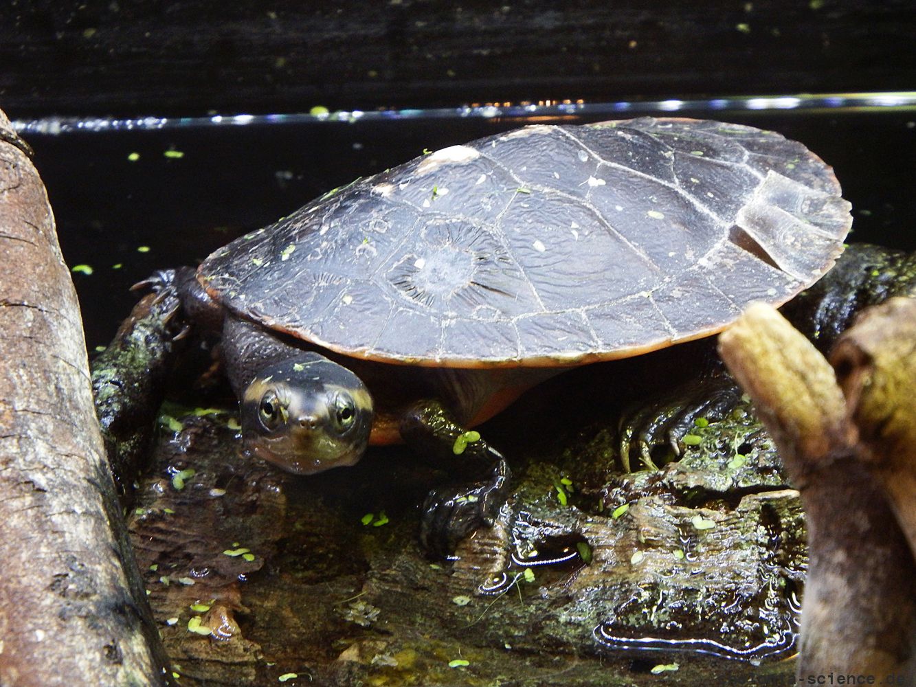 Rotbauch-Spitzkopfschildkröte, Emydura subglobosa, – © Hans-Jürgen Bidmon