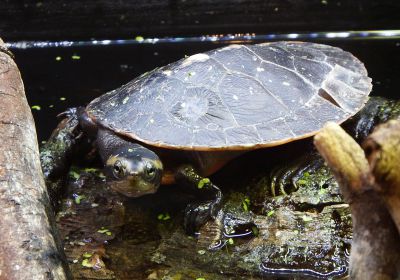 Rotbauch-Spitzkopfschildkröte, Emydura subglobosa, – © Hans-Jürgen Bidmon