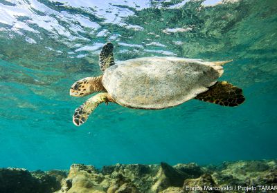 Echte Karettschildkröte, Eretmochelys imbricata, – © Enrico Marcovaldi